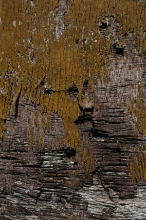 Oud hout 01