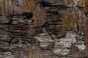 Oud hout 02