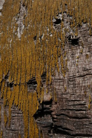 Oud hout 03
